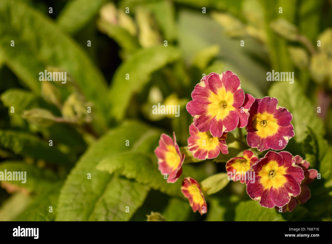 Primrose or primula vulgaris is the first flower blossoming. Hence name primrose or primula. Primrose in spring garden. Stock Photo