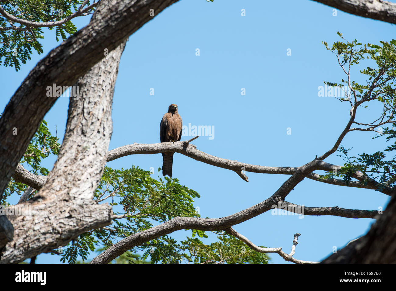 Kite bird perched in tropical tree on a sunny day with a clear blue sky