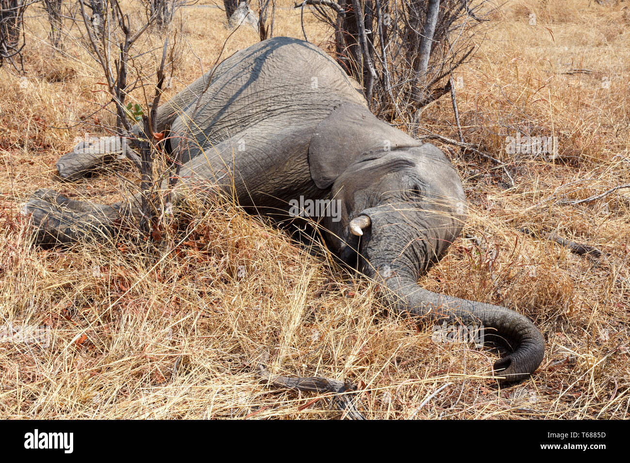 Small dead elephant in national park hwankee, Botswana Stock Photo