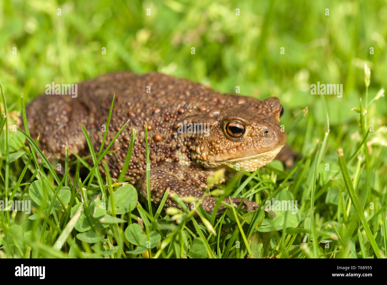 Natterjack toad sitting on ground hi-res stock photography and images ...