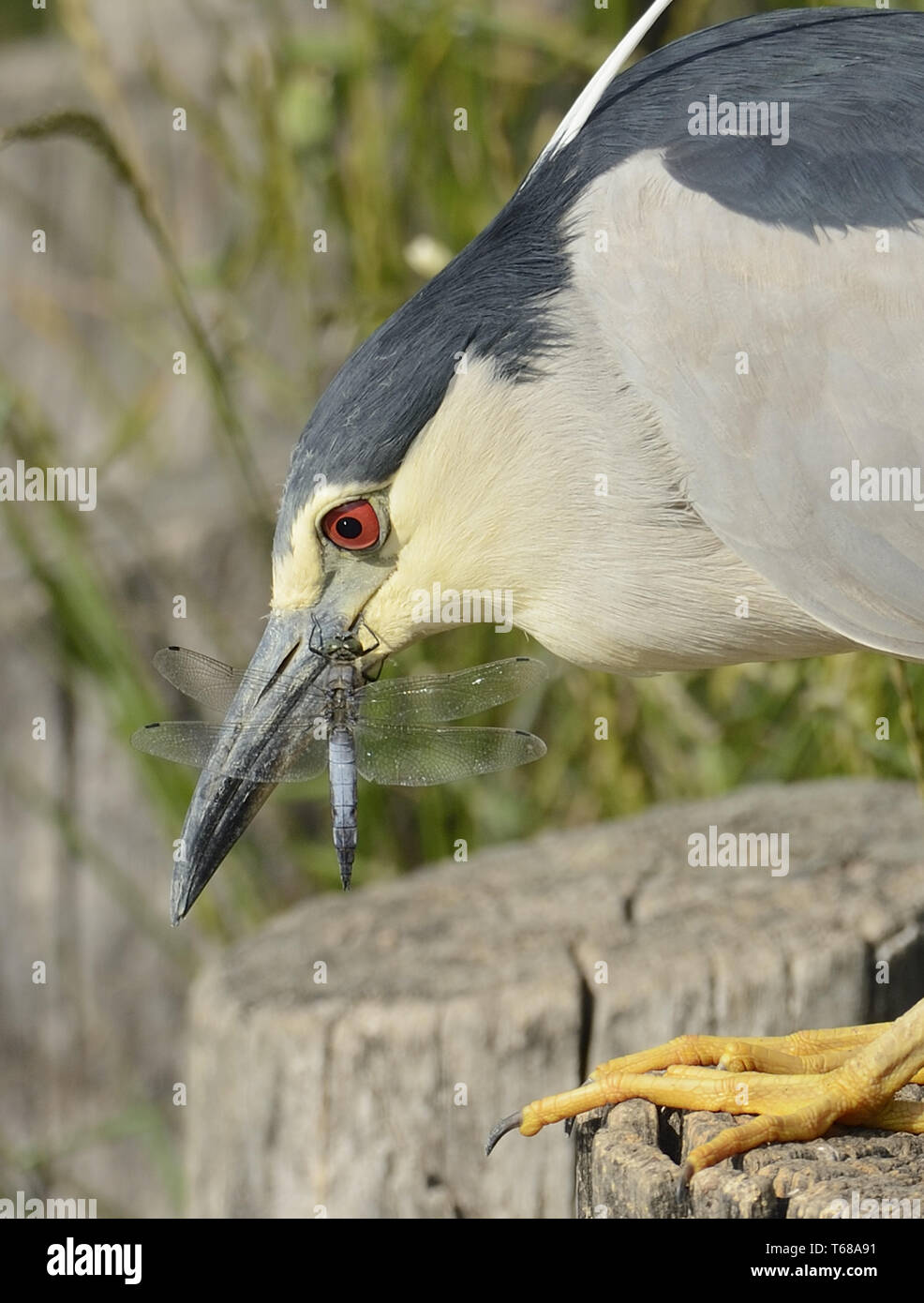 blackcrowned night heron, Nycticorax nycticorax Stock Photo Alamy