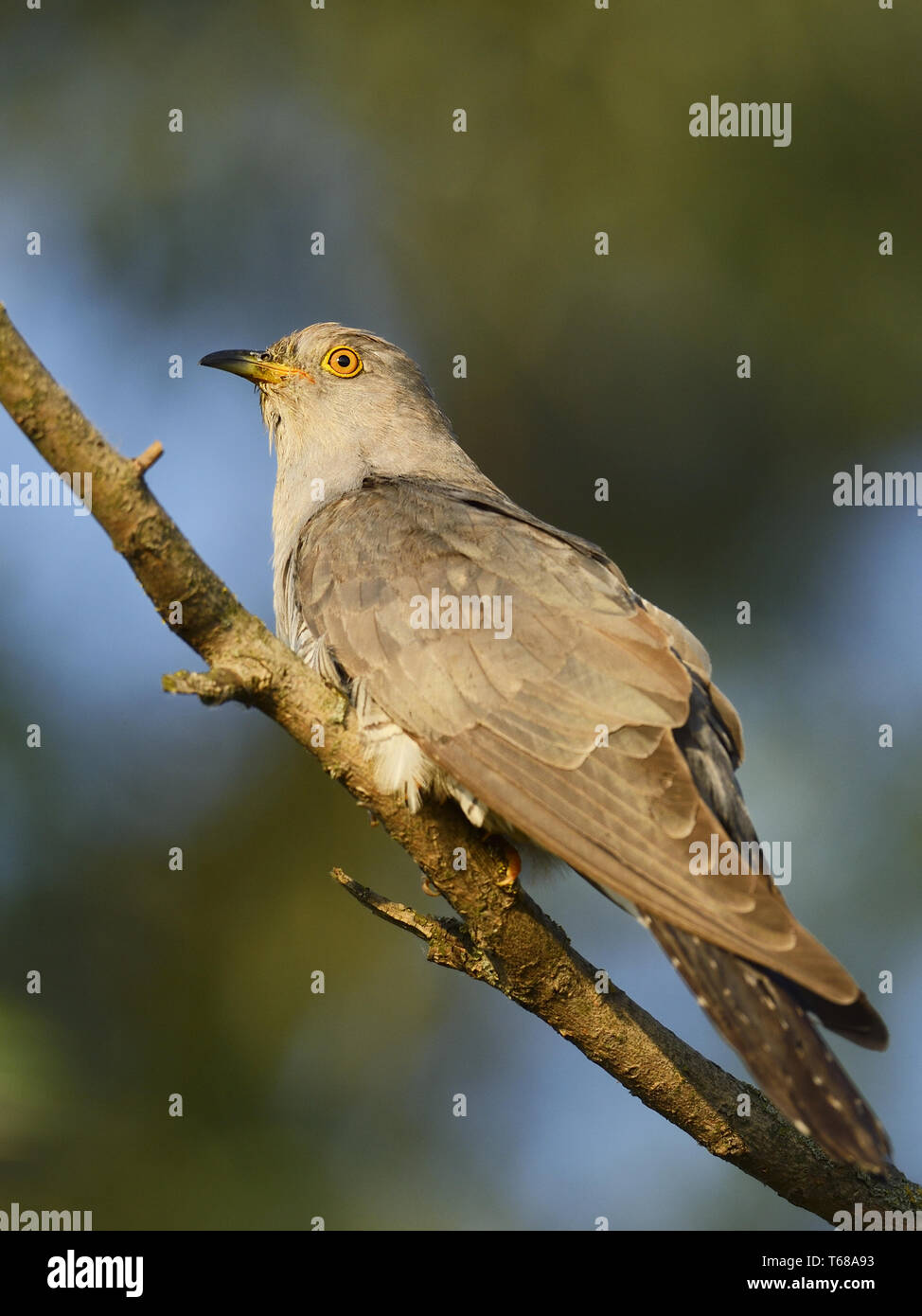 Common Cuckoo, Cuculus canorus, Kuckuck Stock Photo