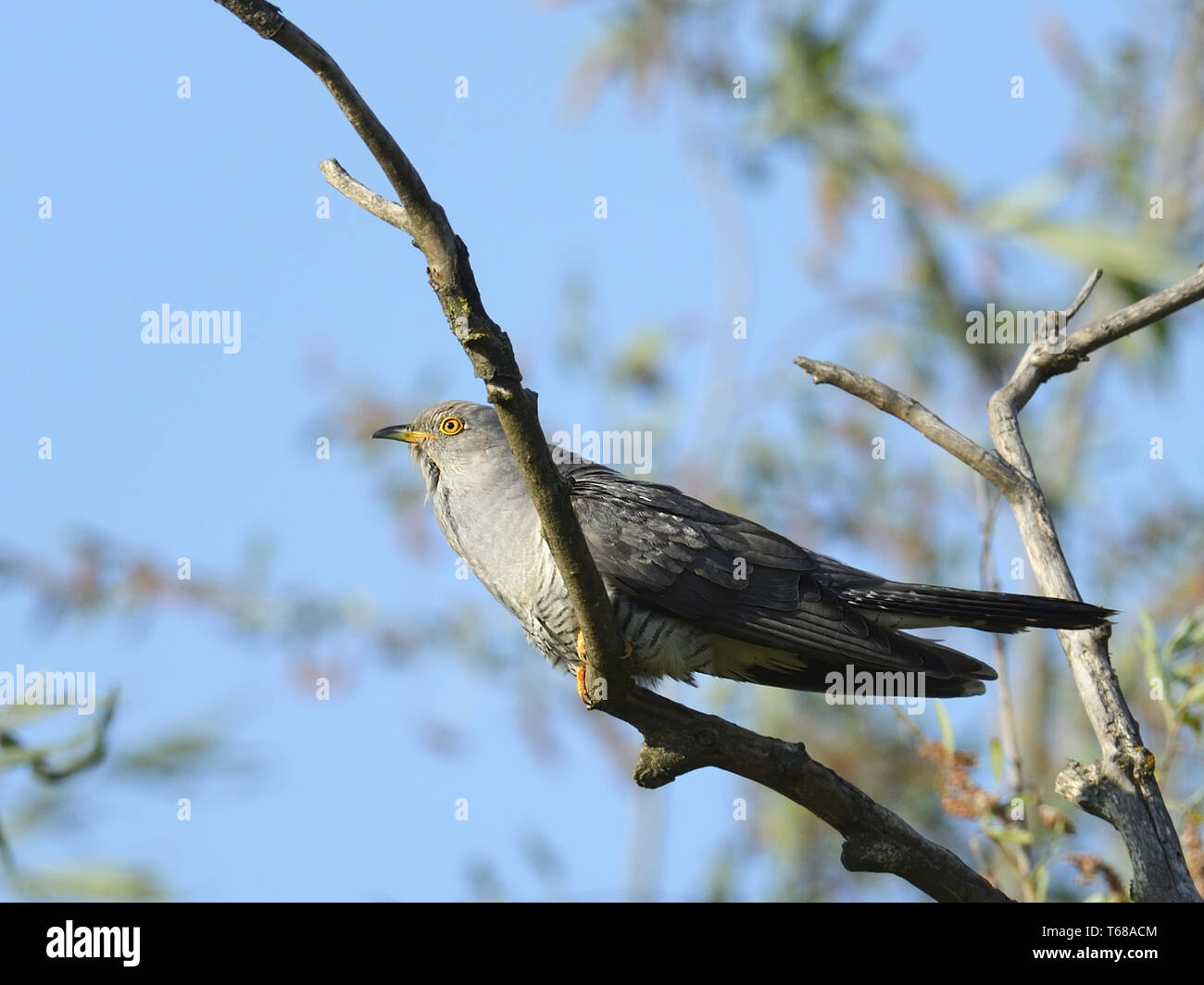 Common Cuckoo, Cuculus canorus, Kuckuck Stock Photo