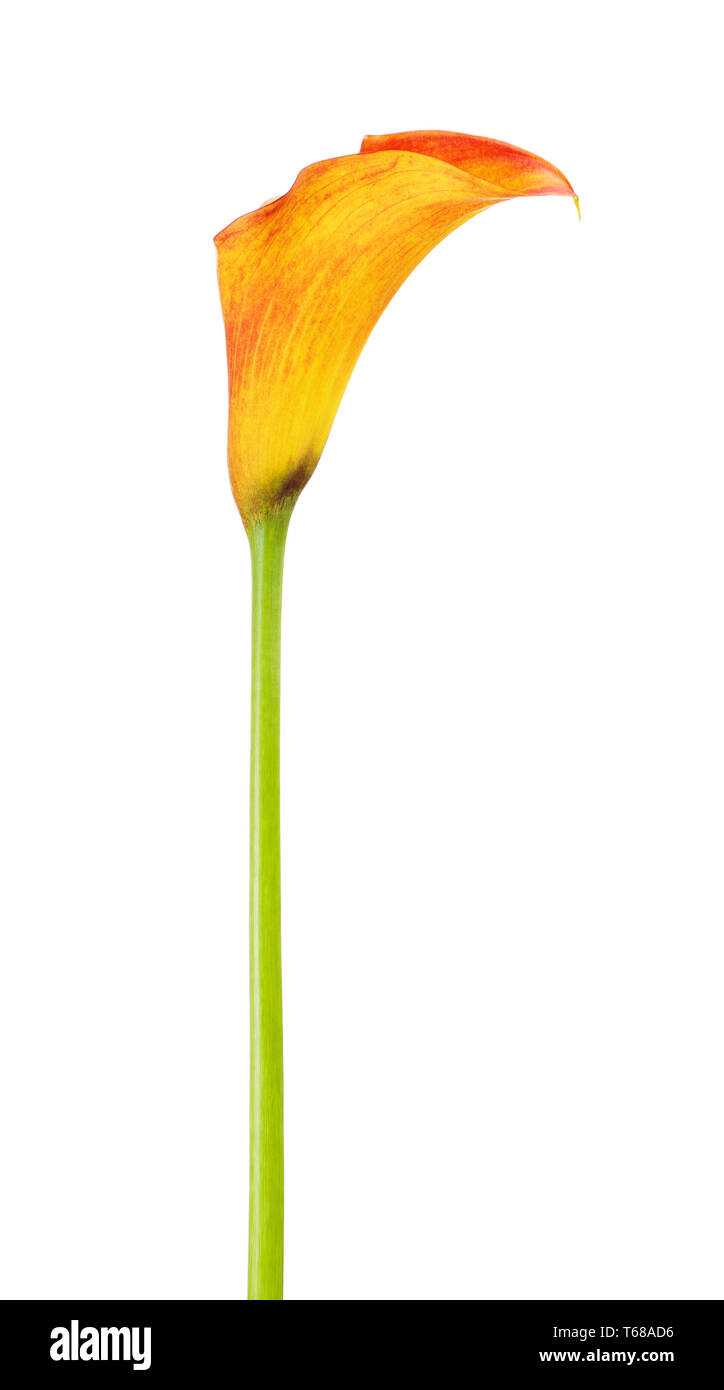 Orange Calla Lily Stock Photo