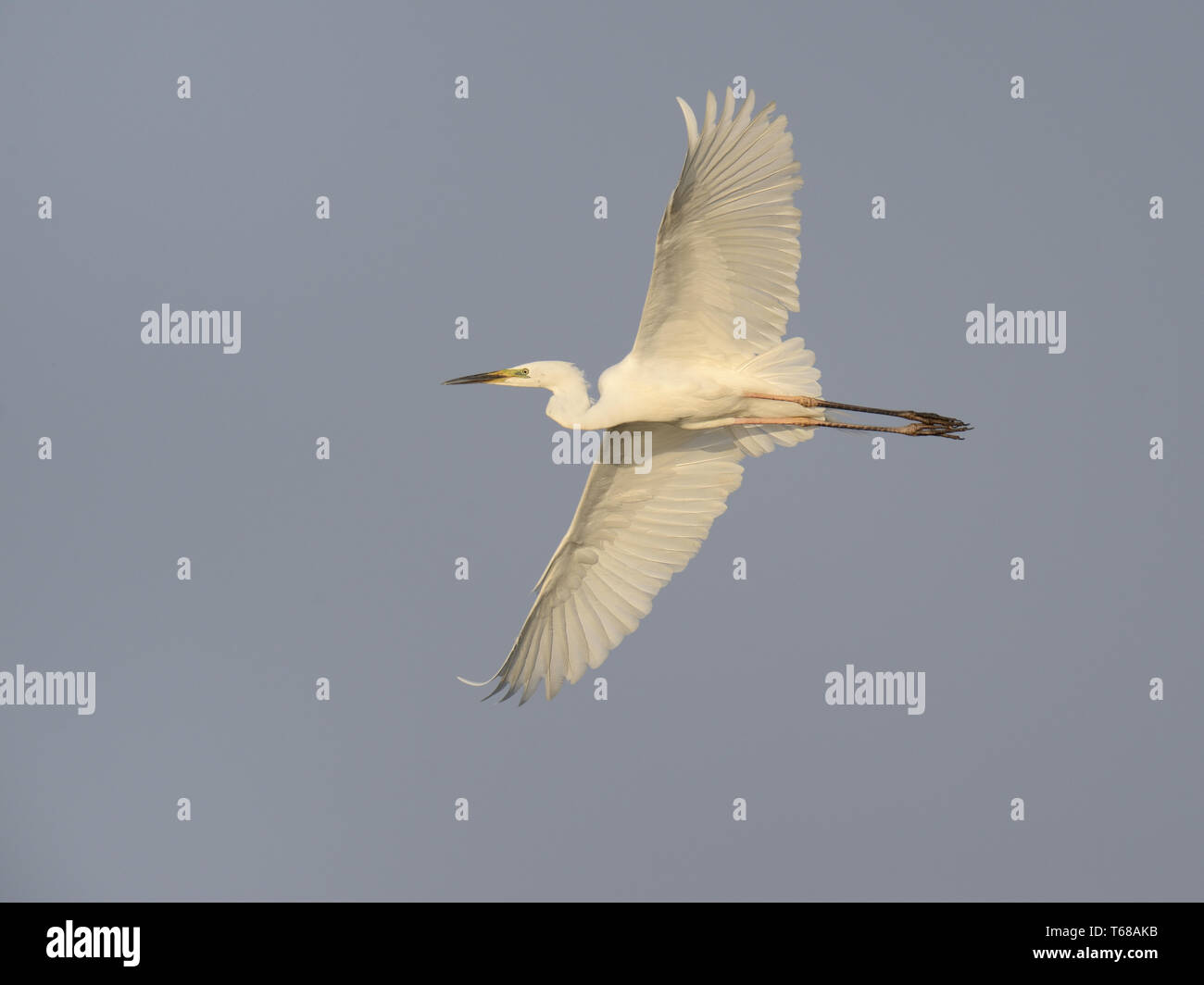 Great egret, Adrea Alba Stock Photo - Alamy