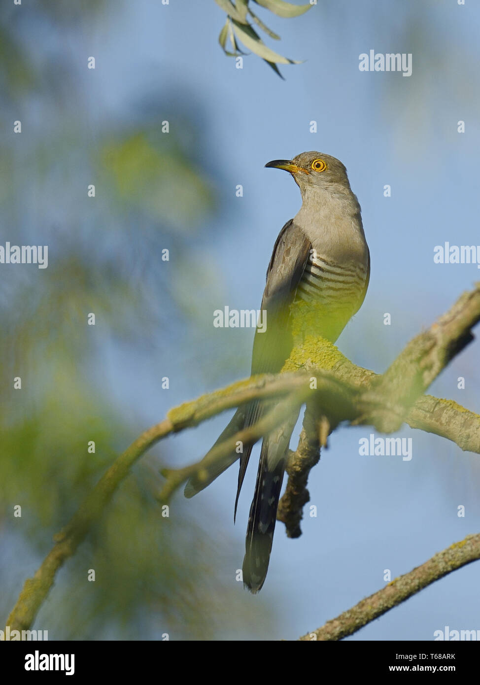 Common Cuckoo, Cuculus canorus, Kuckuck Stock Photo