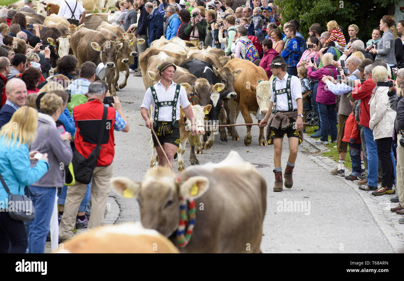 Traditional and annual driving down a herd of cows with shepherds in traditional dress to stable, Bavaria, Germany Stock Photo
