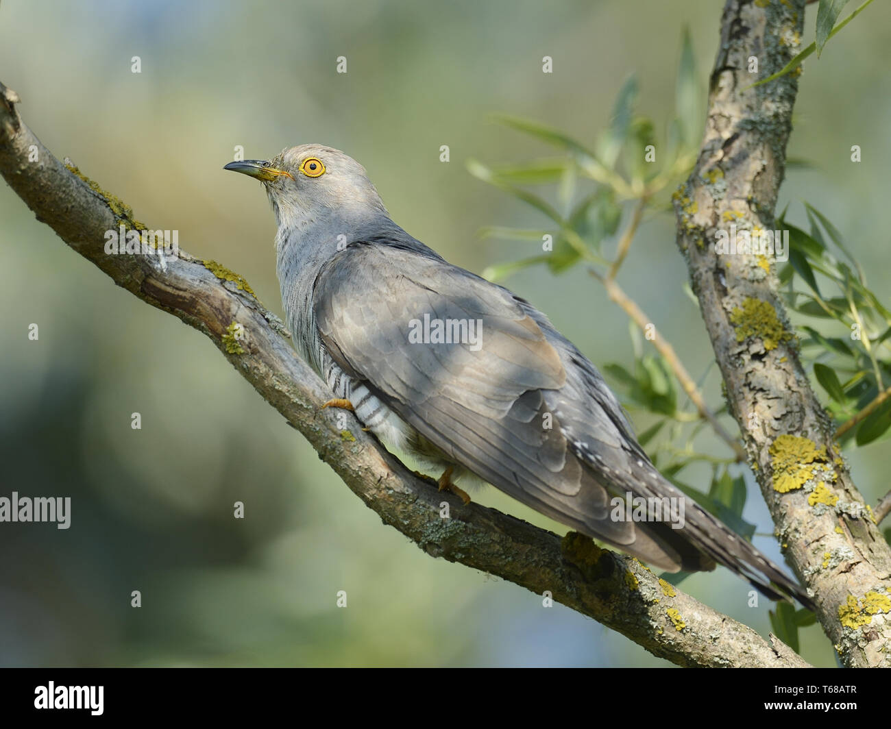 Common Cuckoo, Cuculus canorus, Kuckuck Stock Photo