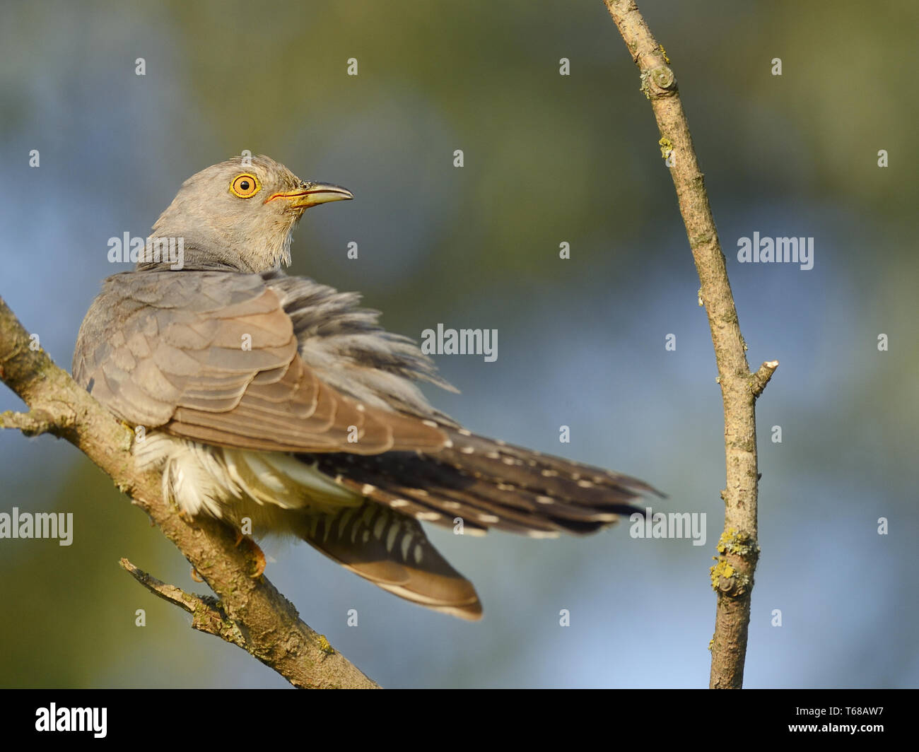 Common Cuckoo, Cuculus canorus, Kuckuck Stock Photo