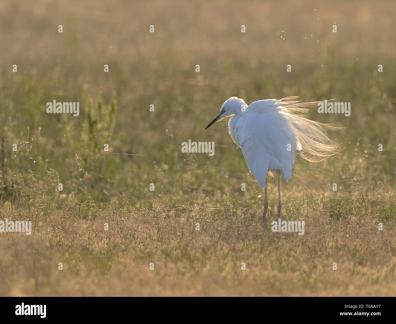 Great egret, Adrea Alba Stock Photo - Alamy