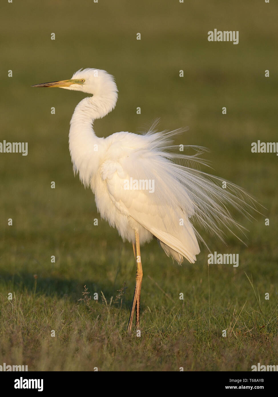 Great egret, Adrea Alba Stock Photo - Alamy
