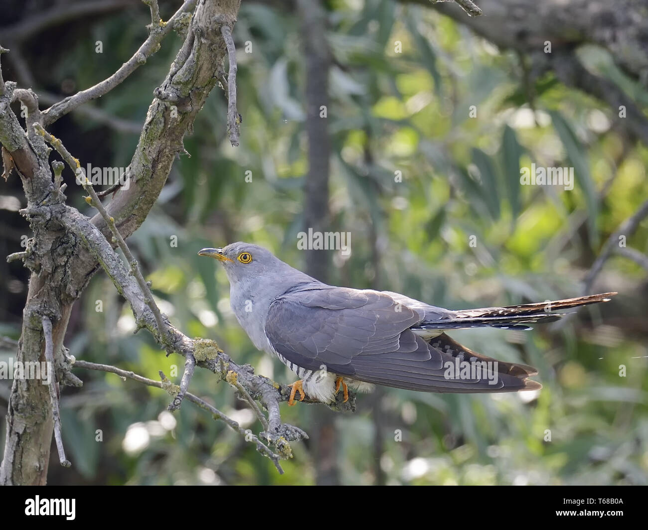 Common Cuckoo, Cuculus canorus, Kuckuck Stock Photo