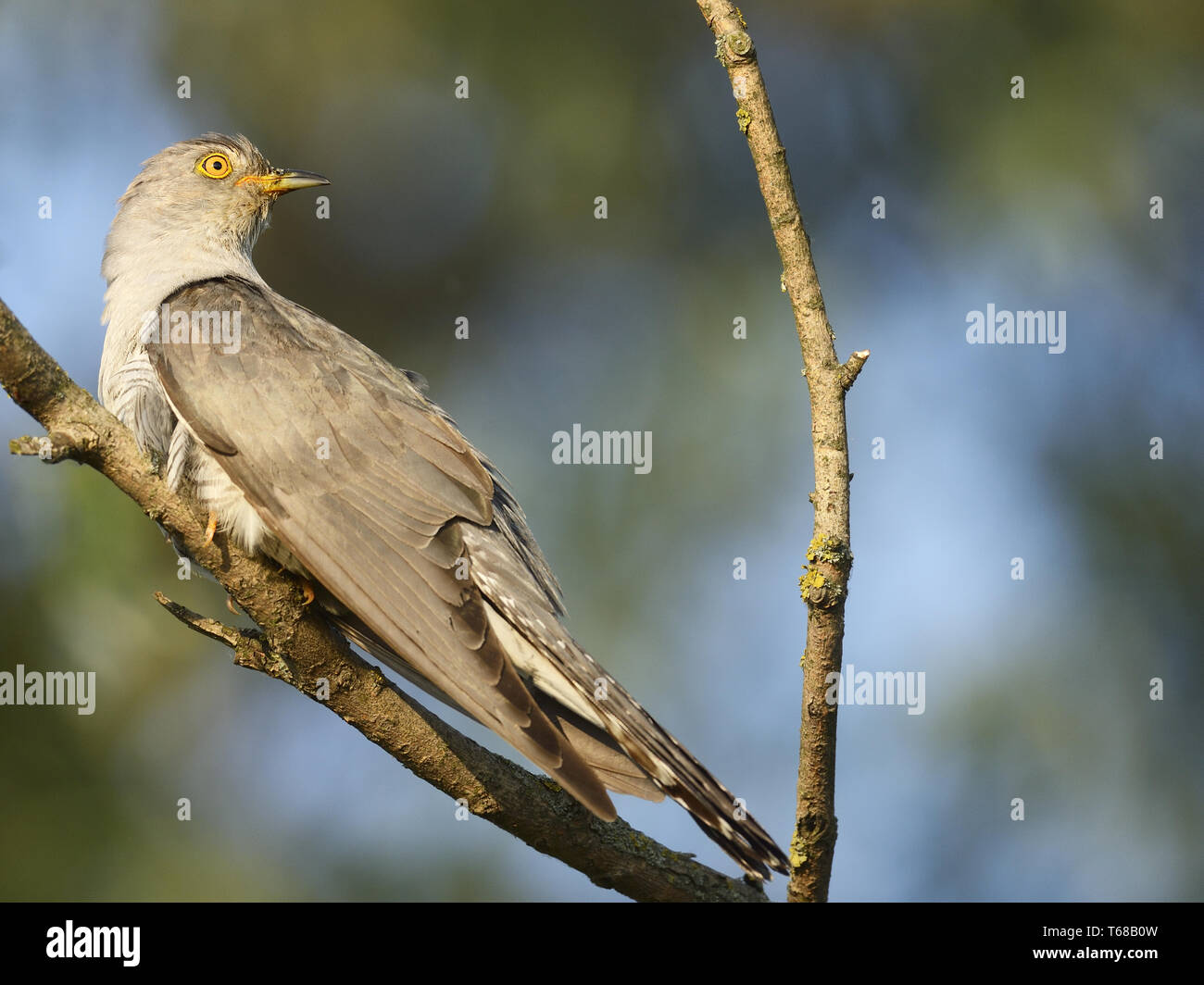 Common Cuckoo, Cuculus canorus, Kuckuck Stock Photo