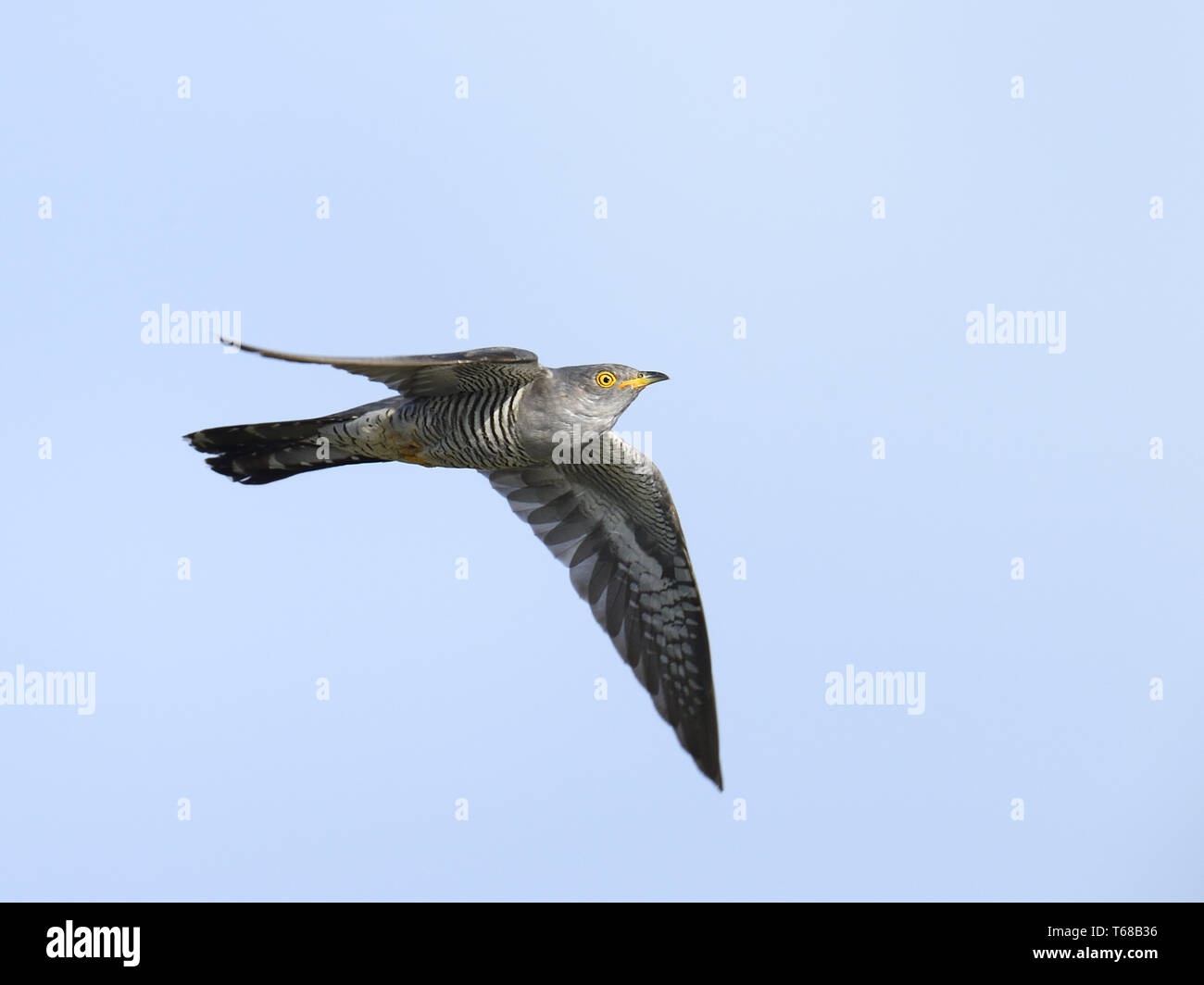 Common Cuckoo, Cuculus canorus, Kuckuck Stock Photo