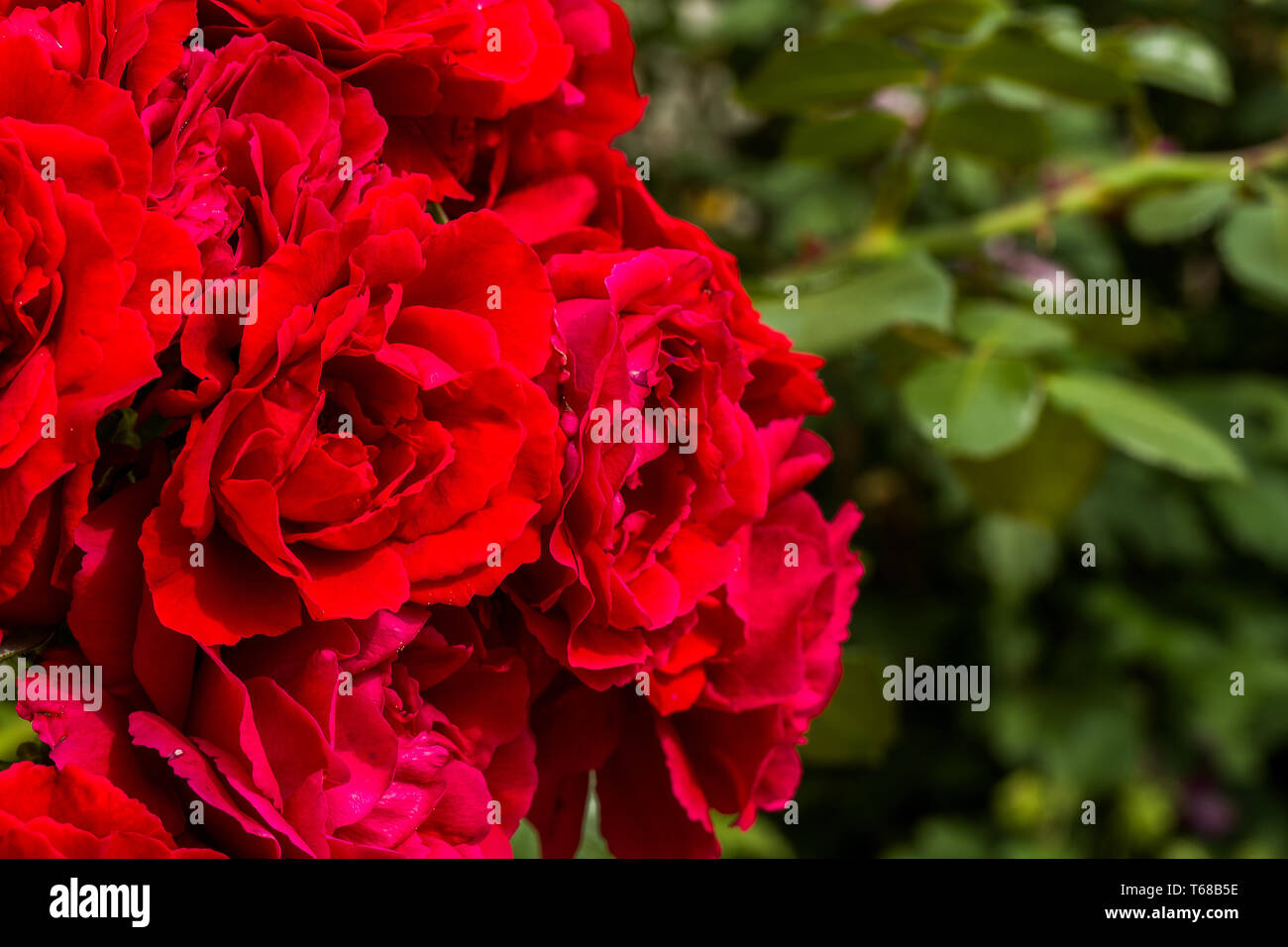 beautiful red roses for romatic background Stock Photo - Alamy