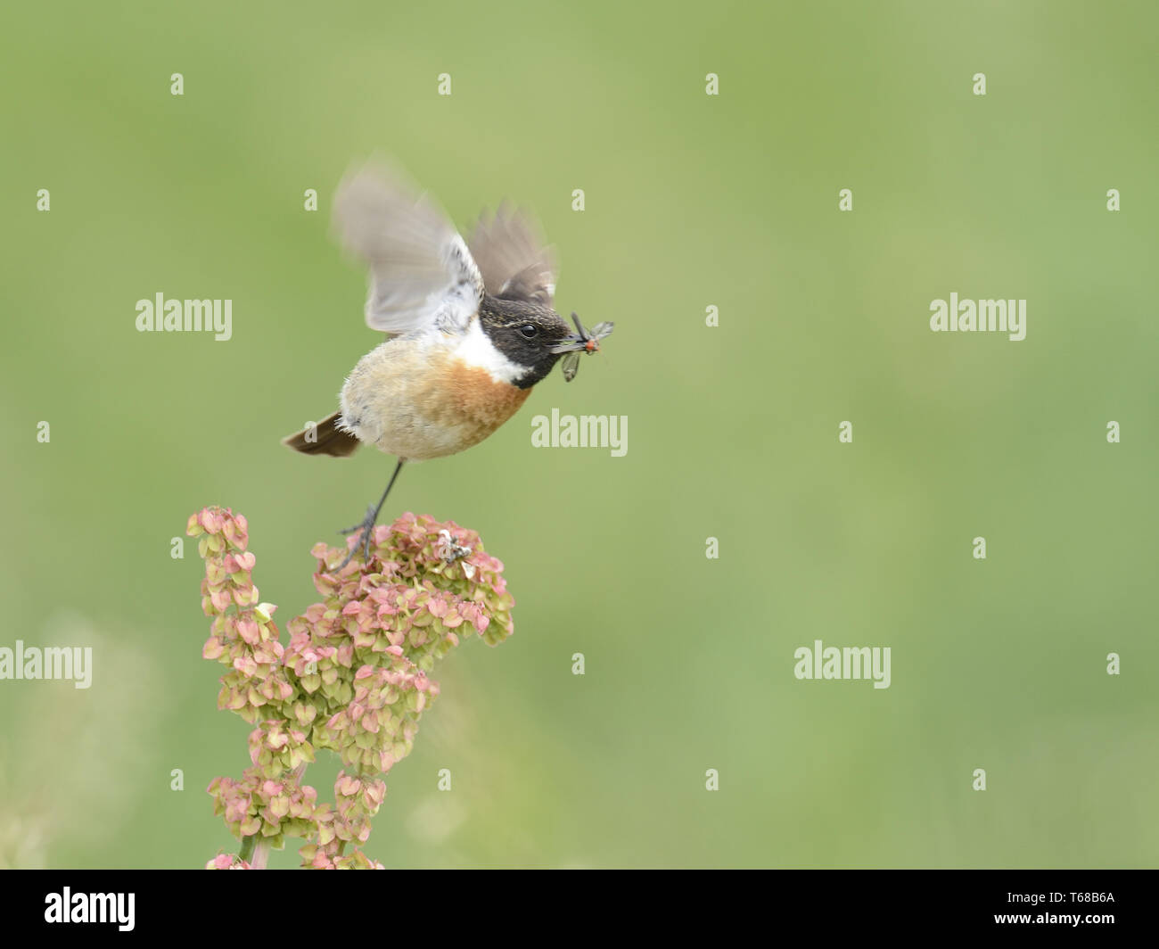 Common stonechat, Saxicola torquatus Stock Photo - Alamy