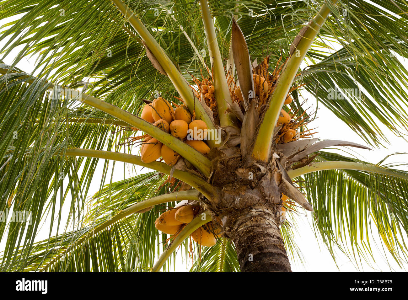 coco-palm tree with yellow nut Stock Photo - Alamy