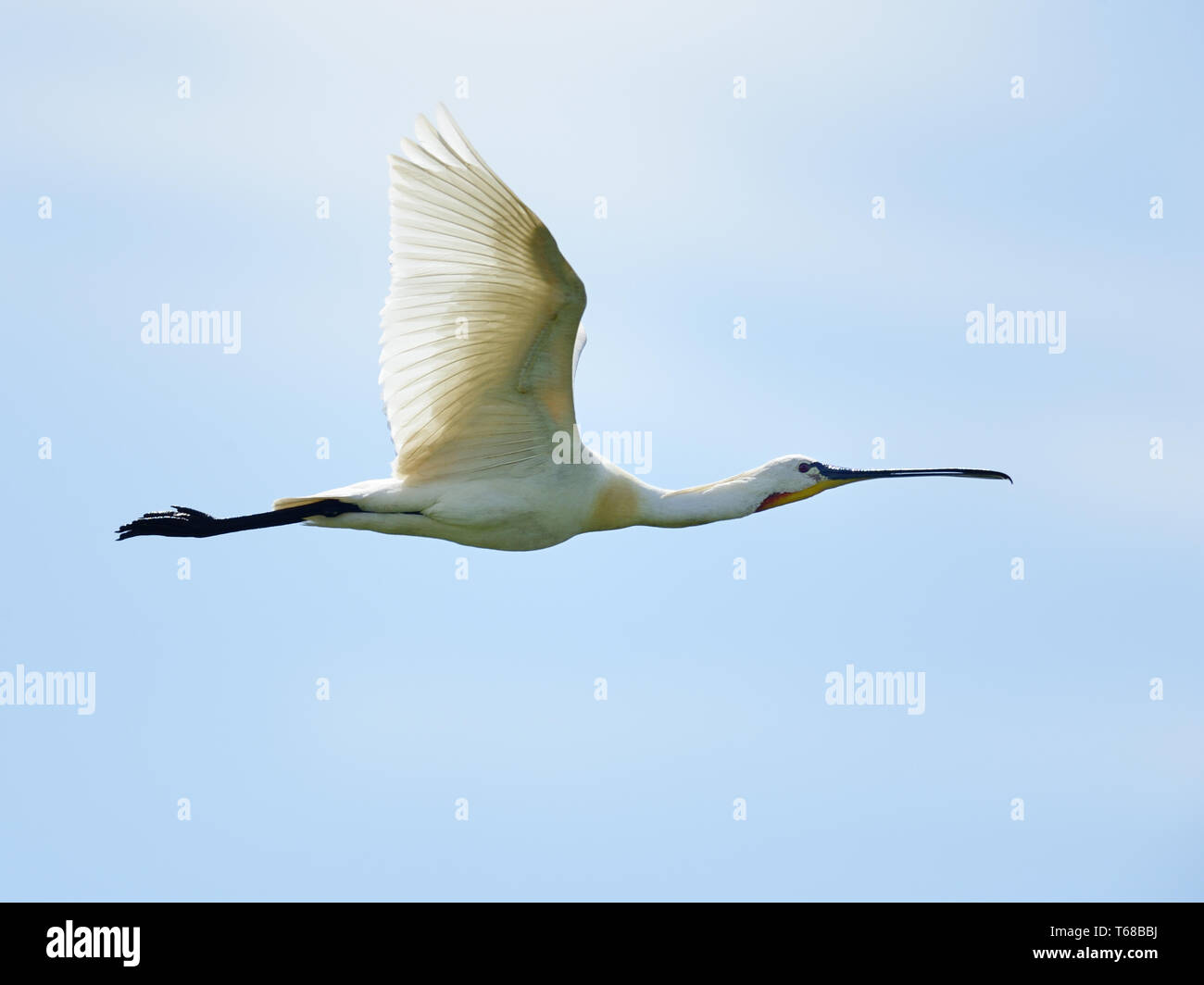 common spoonbill, Platalea leucorodia Stock Photo