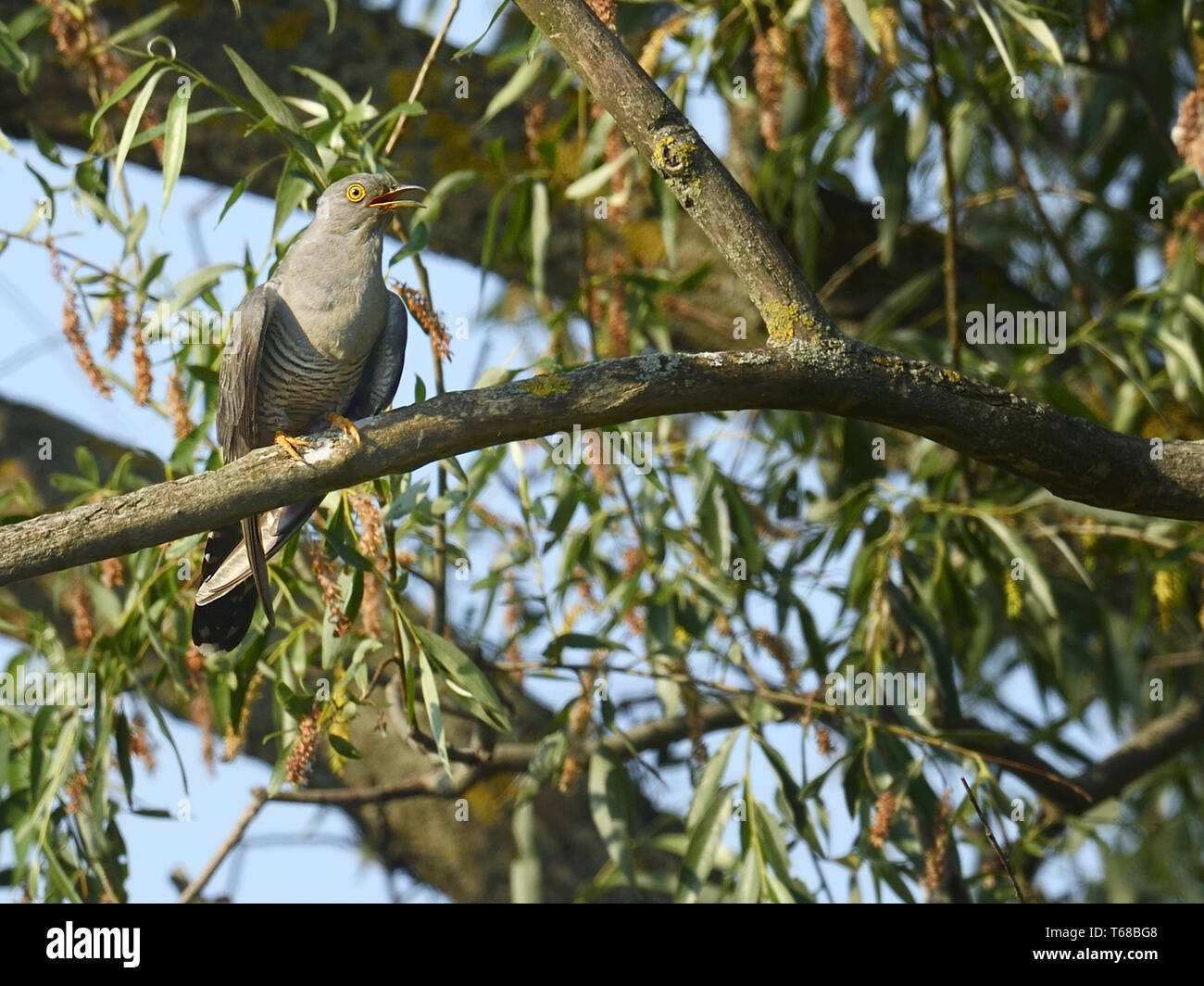 Common Cuckoo, Cuculus canorus, Kuckuck Stock Photo