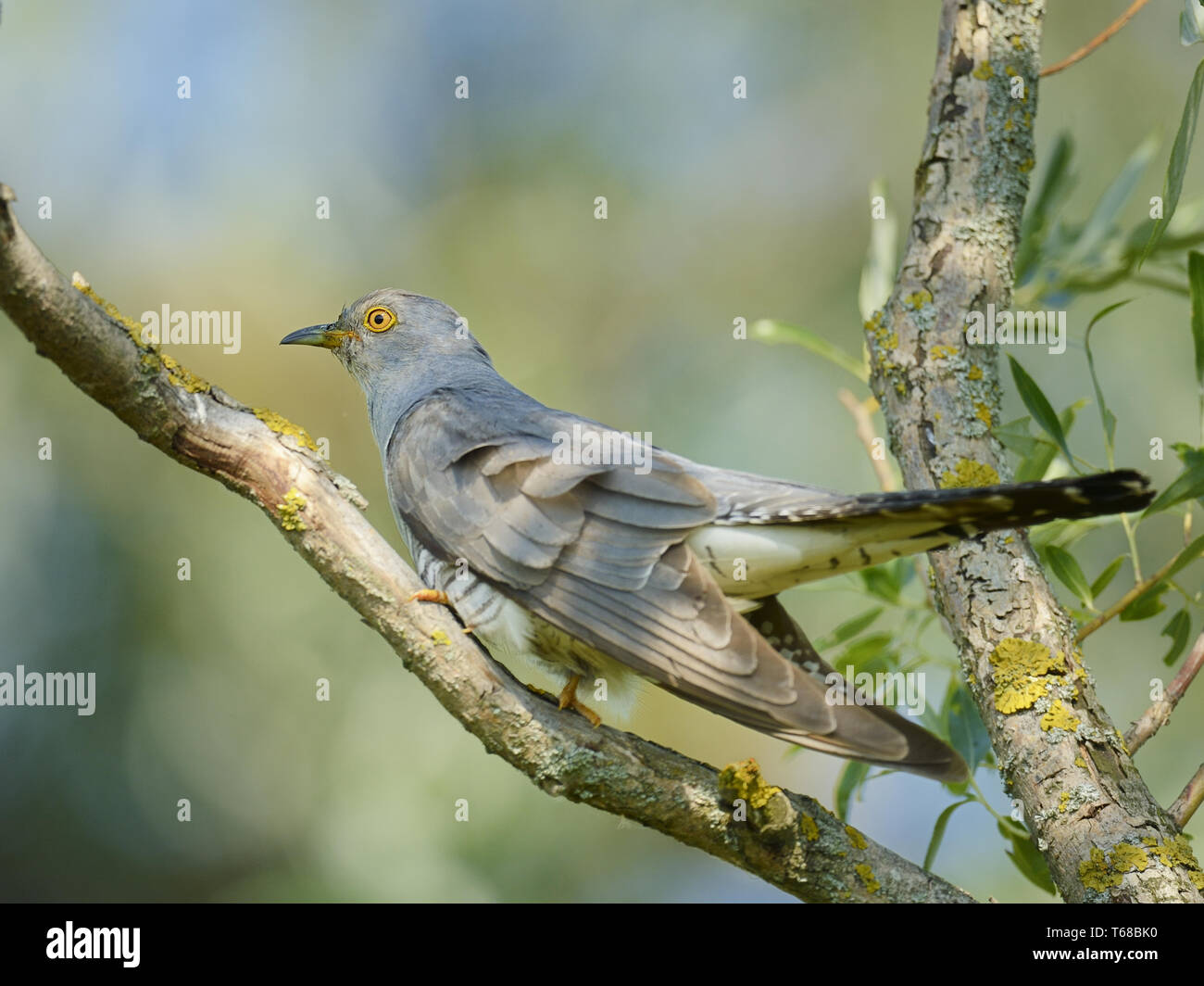 Common Cuckoo, Cuculus canorus, Kuckuck Stock Photo