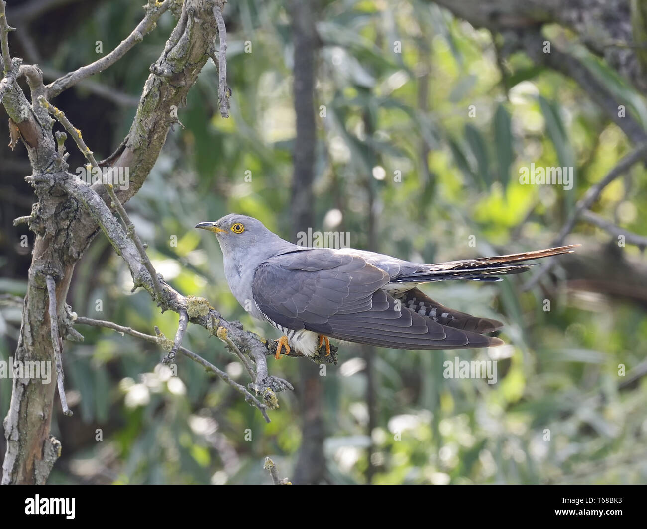 Common Cuckoo, Cuculus canorus, Kuckuck Stock Photo