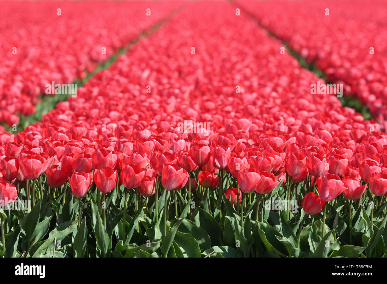 Tulip blooming season in the Netherlands, Europe Stock Photo Alamy