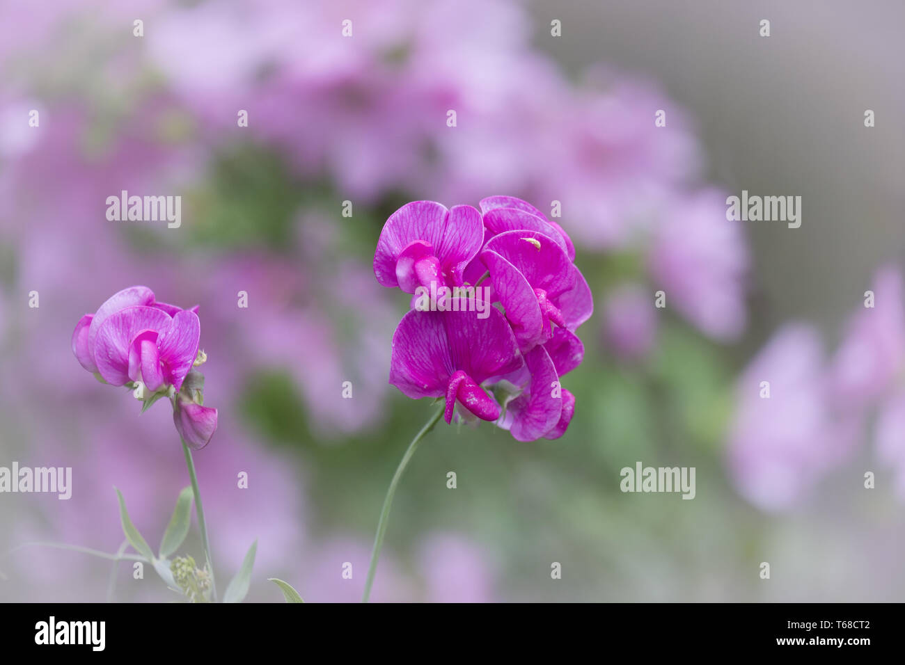 Broad-leaved Platterbse (Lathyrus latifolius) Stock Photo