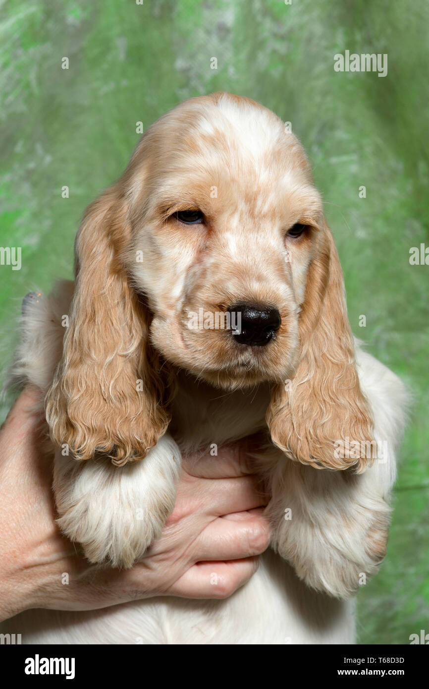 beige English Cocker Spaniel puppy Stock Photo - Alamy