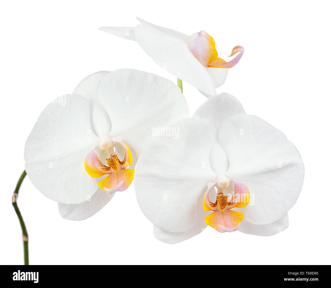 Six day old white orchid isolated on white background. Stock Photo