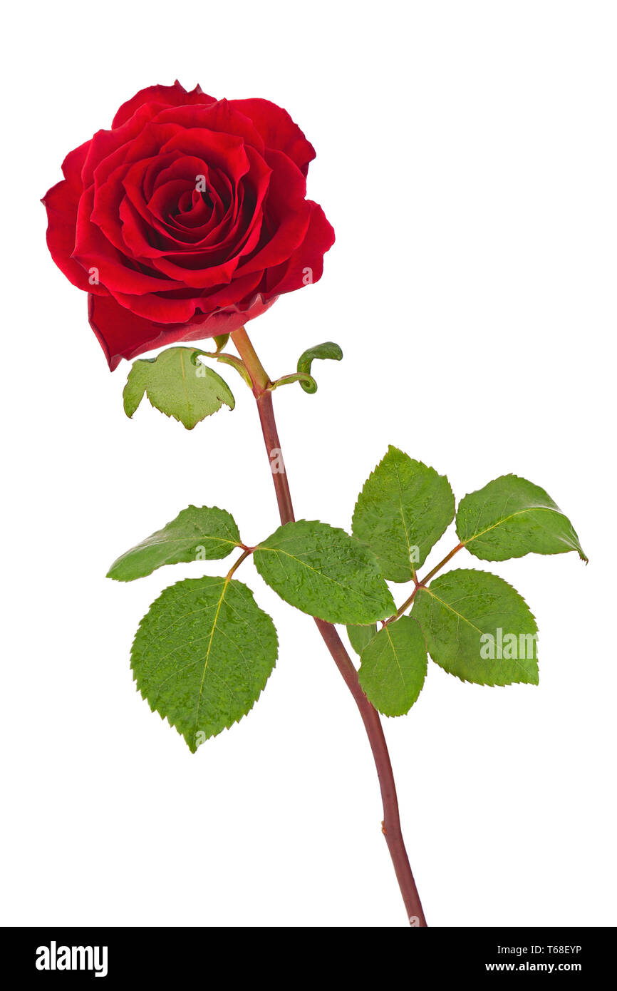 Red rose with leaves isolated on white background Stock Photo - Alamy