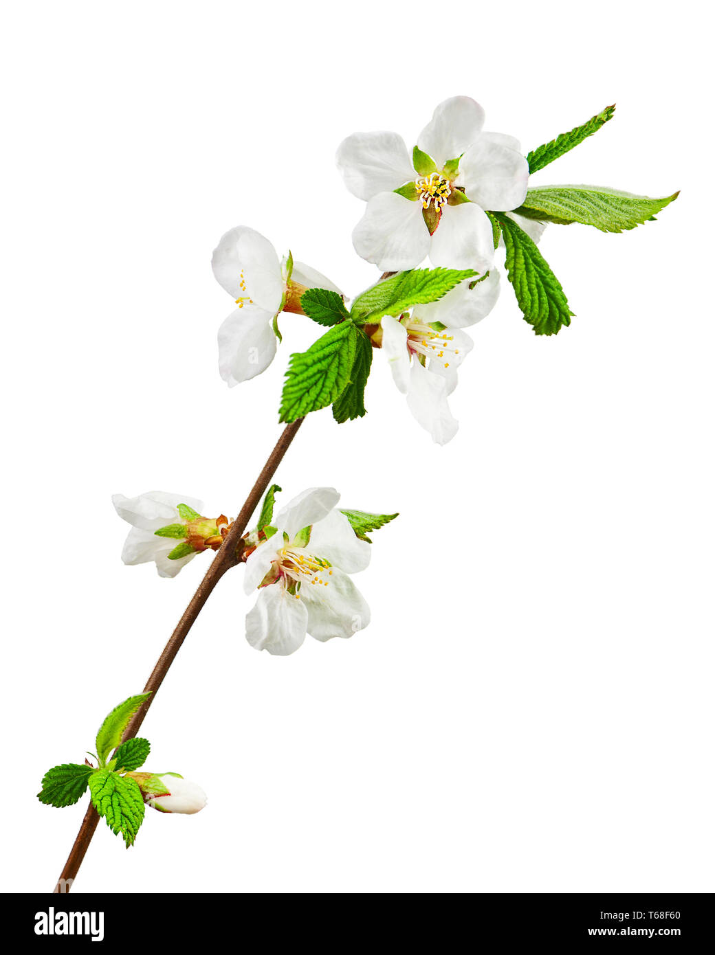 Sakura flowers isolated on white background Stock Photo - Alamy