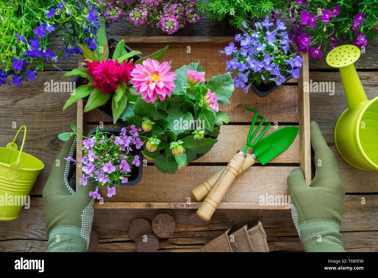 Gardener hands holds a wooden tray with several flower pots. Garden