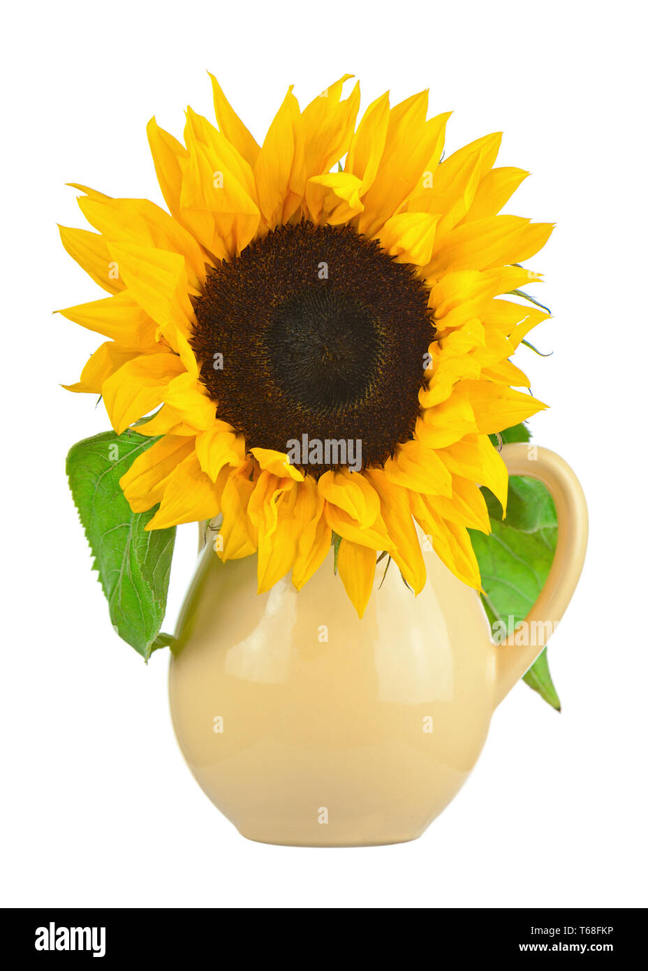 Old sunflowers Cut Out Stock Images & Pictures Alamy