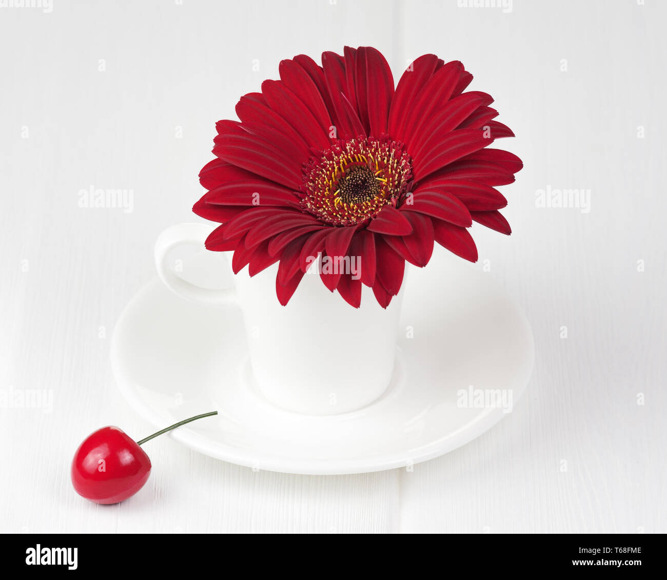 Red gerbera flower on white wooden background. Stock Photo