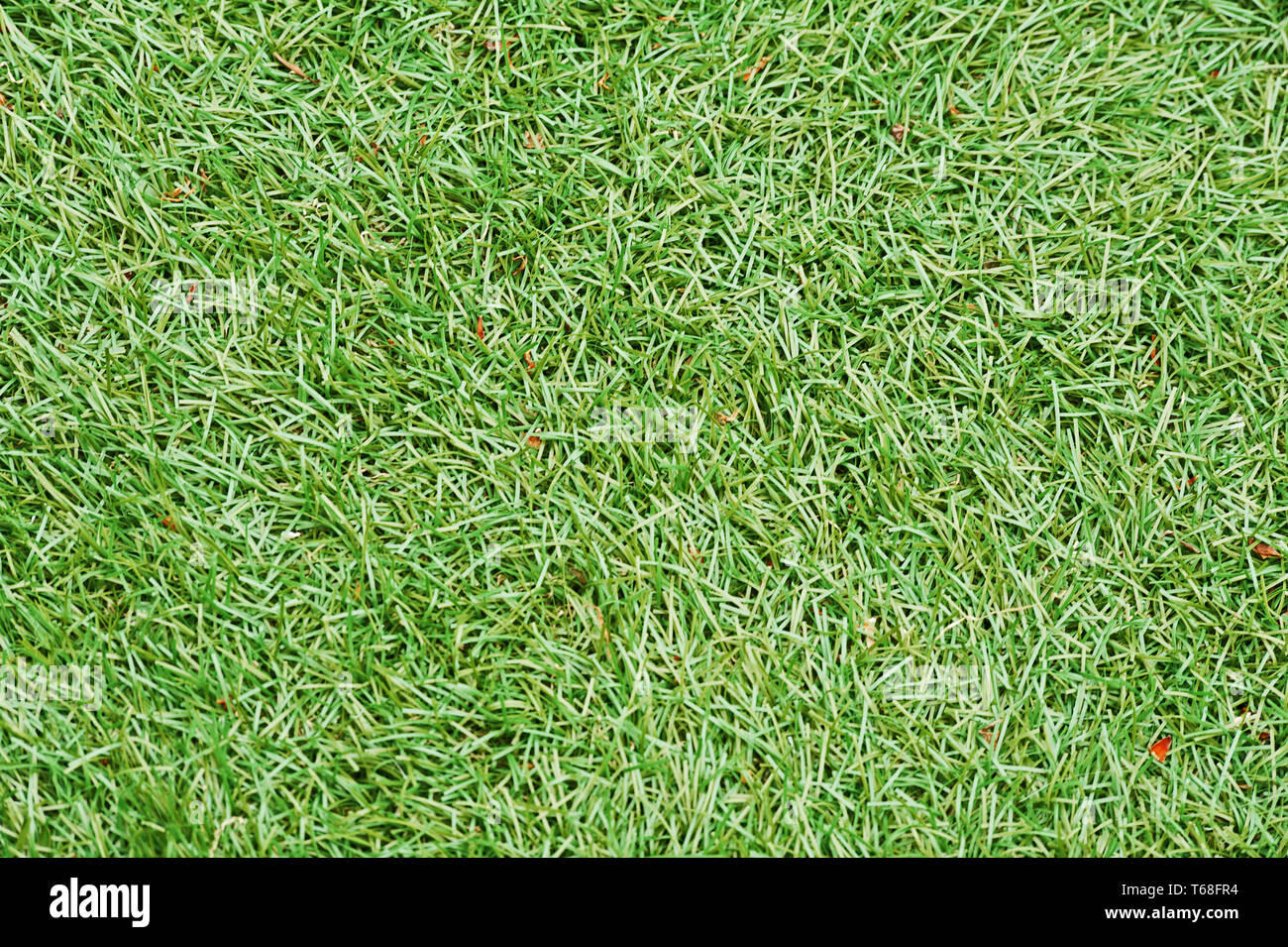 Field green grass hi-res stock photography and images - Alamy