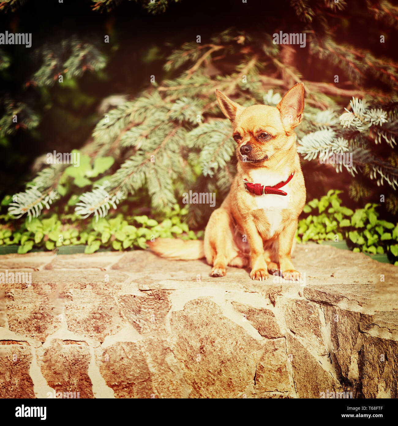 Red chihuahua dog siting on granite pedestal. Stock Photo