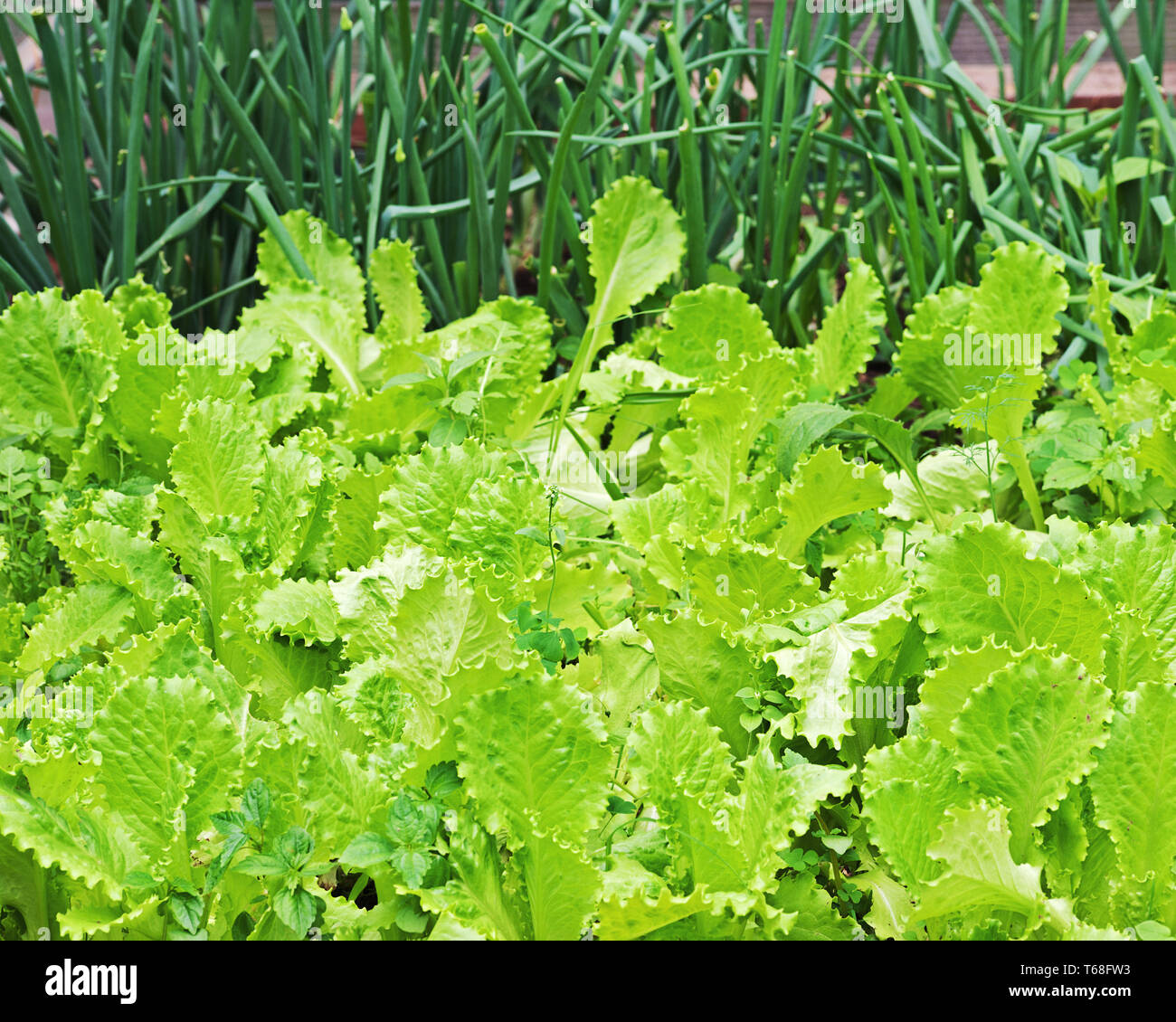 Lettuce garden hires stock photography and images Alamy