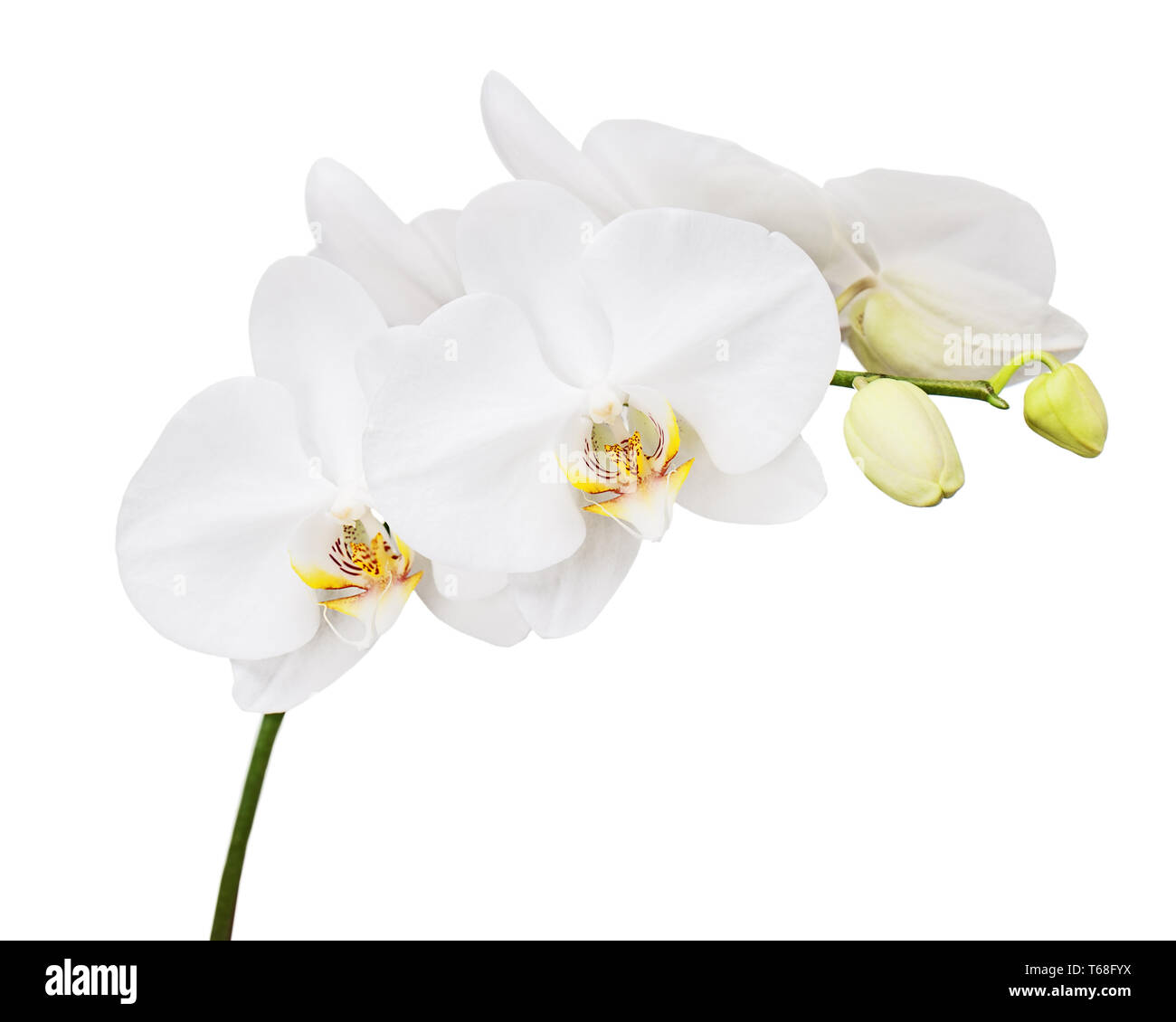Six day old orchid isolated on white background. Stock Photo