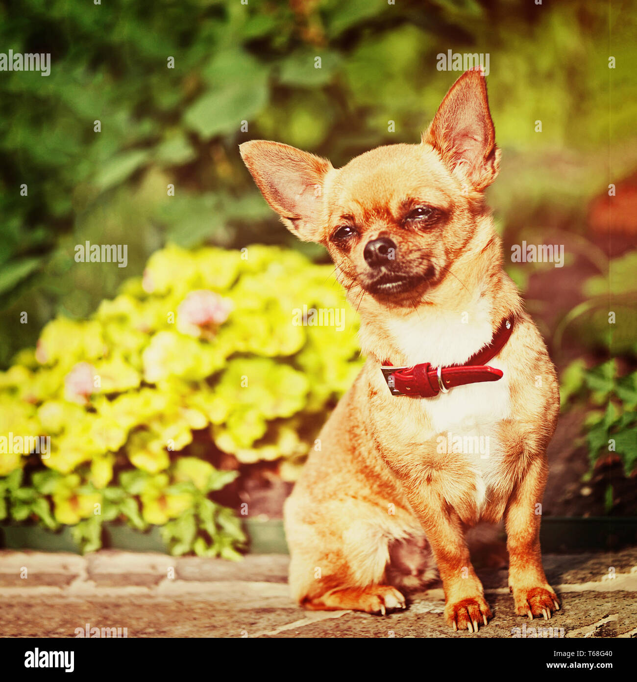 Red chihuahua dog siting on granite pedestal. Stock Photo