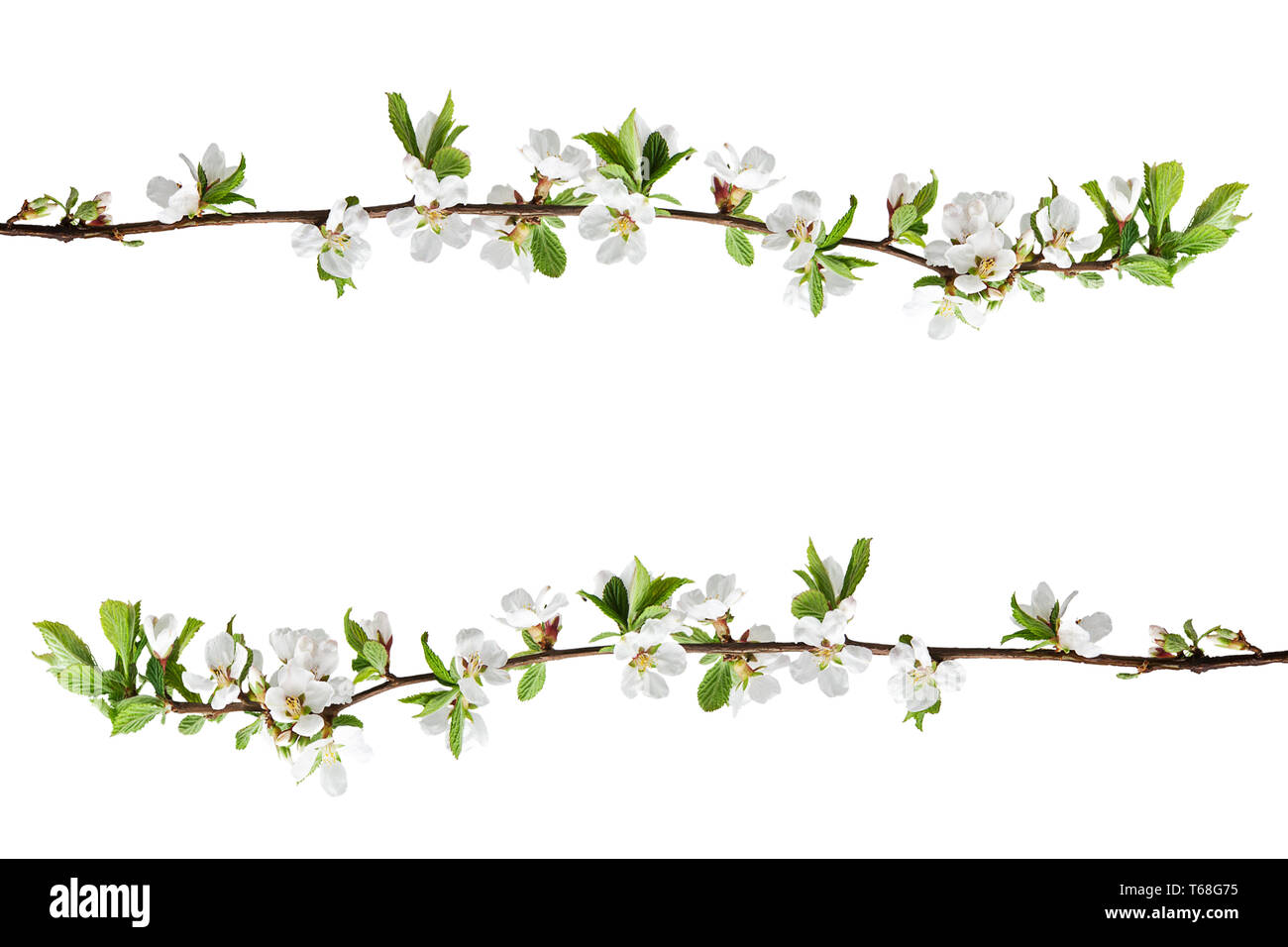 Sakura flowers isolated on white background Stock Photo - Alamy
