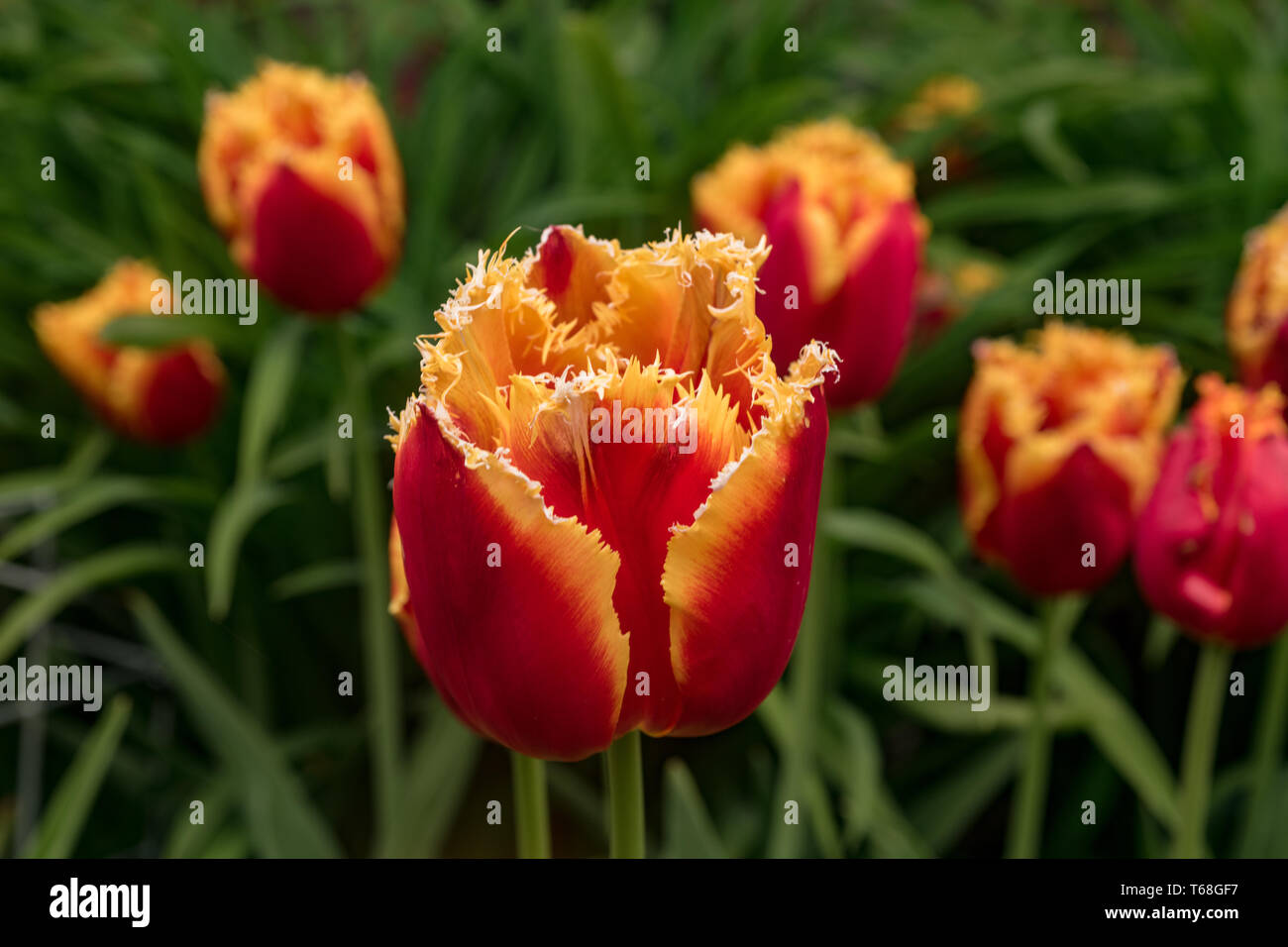 Tulip Davenport Stock Photo Alamy