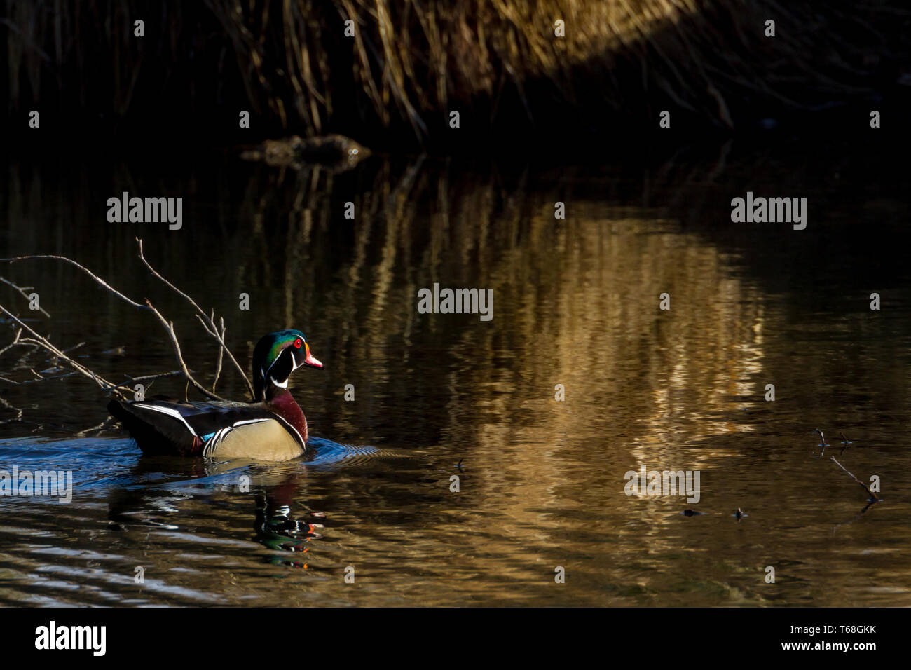 Colourful, beautiful wood duck drake floats along in water in warm, late afternoon light at Inglewood Bird Sanctuary, Calgary, Canada Stock Photo