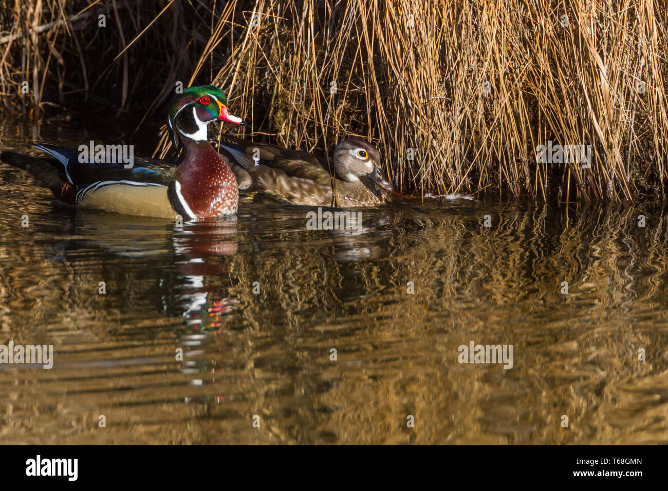 Colourful, beautiful male wood duck with female float along quietly in water at Inglewood Bird Sanctuary, Calgary, Canada Stock Photo