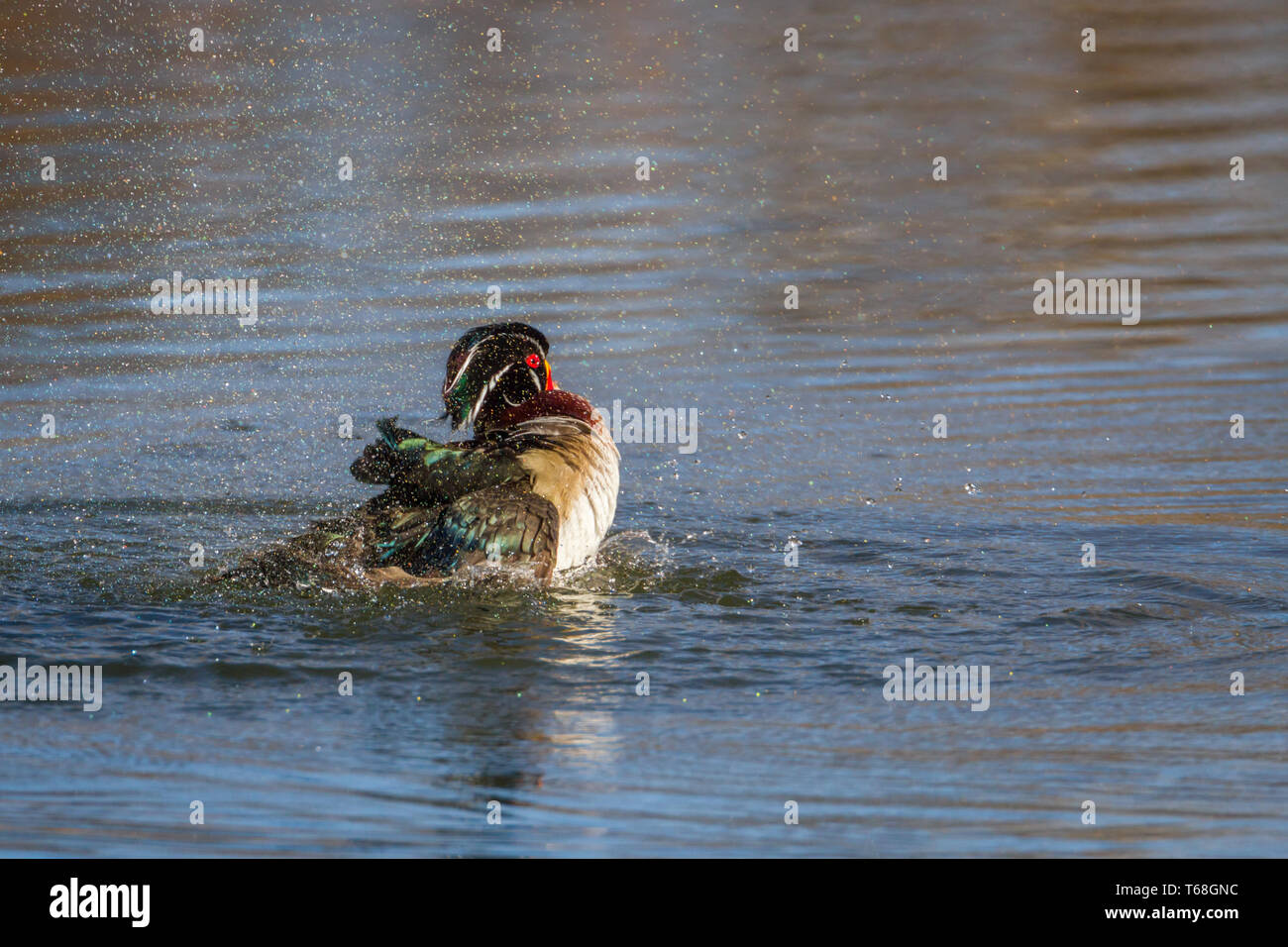 Colourful, beautiful wood duck drake splashing in water at Inglewood Bird Sanctuary, Calgary, Canada Stock Photo