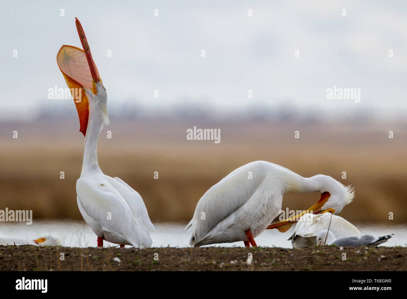 White pelicans, Pelecanidae, in springtime at Frank Lake near High River, Alberta, Canada, with 1 displaying open pouch Stock Photo