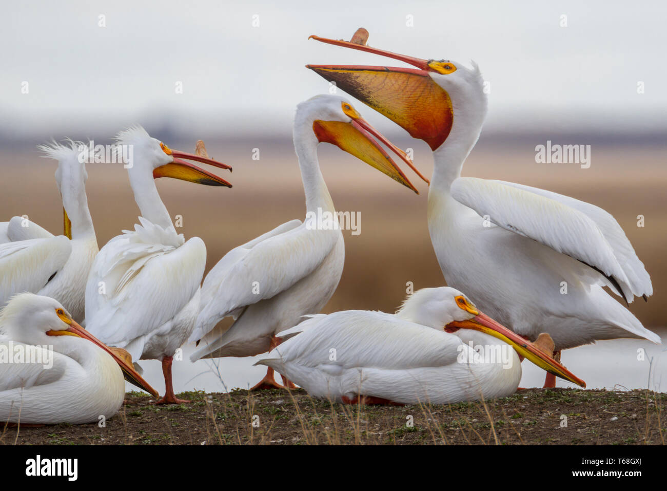 Side view of several white pelicans, Pelecanidae, in springtime at Frank Lake near High River, Alberta, Canada, with pouches displayed Stock Photo