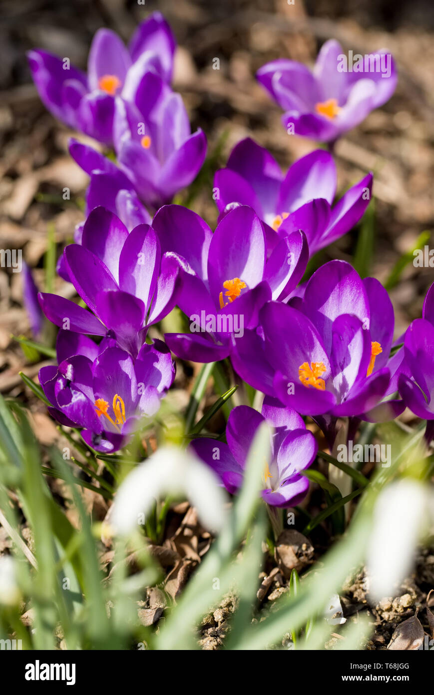 first spring flowers in garden crocus Stock Photo Alamy