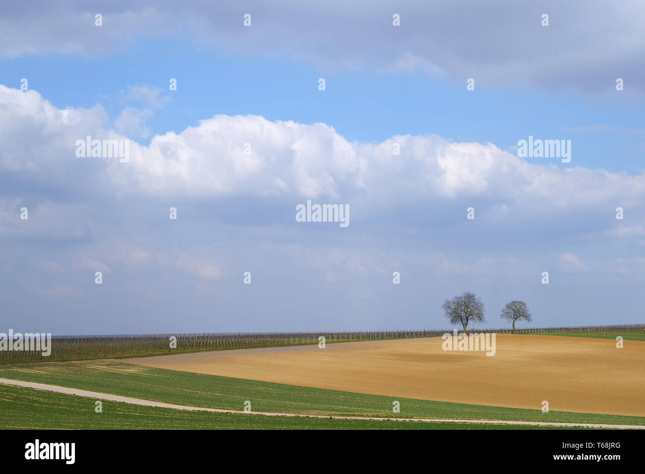 Two walnut trees in front of cloudy sky Stock Photo