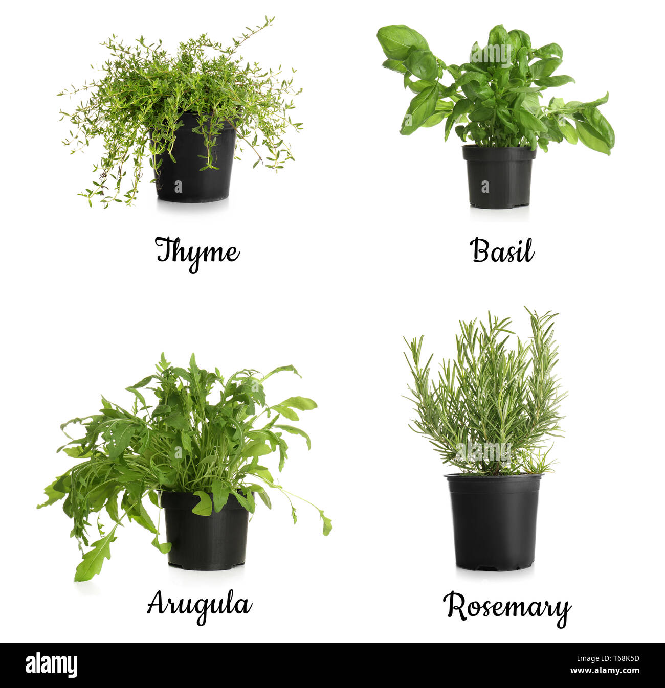 Different fresh herbs in pots on white background Stock Photo Alamy