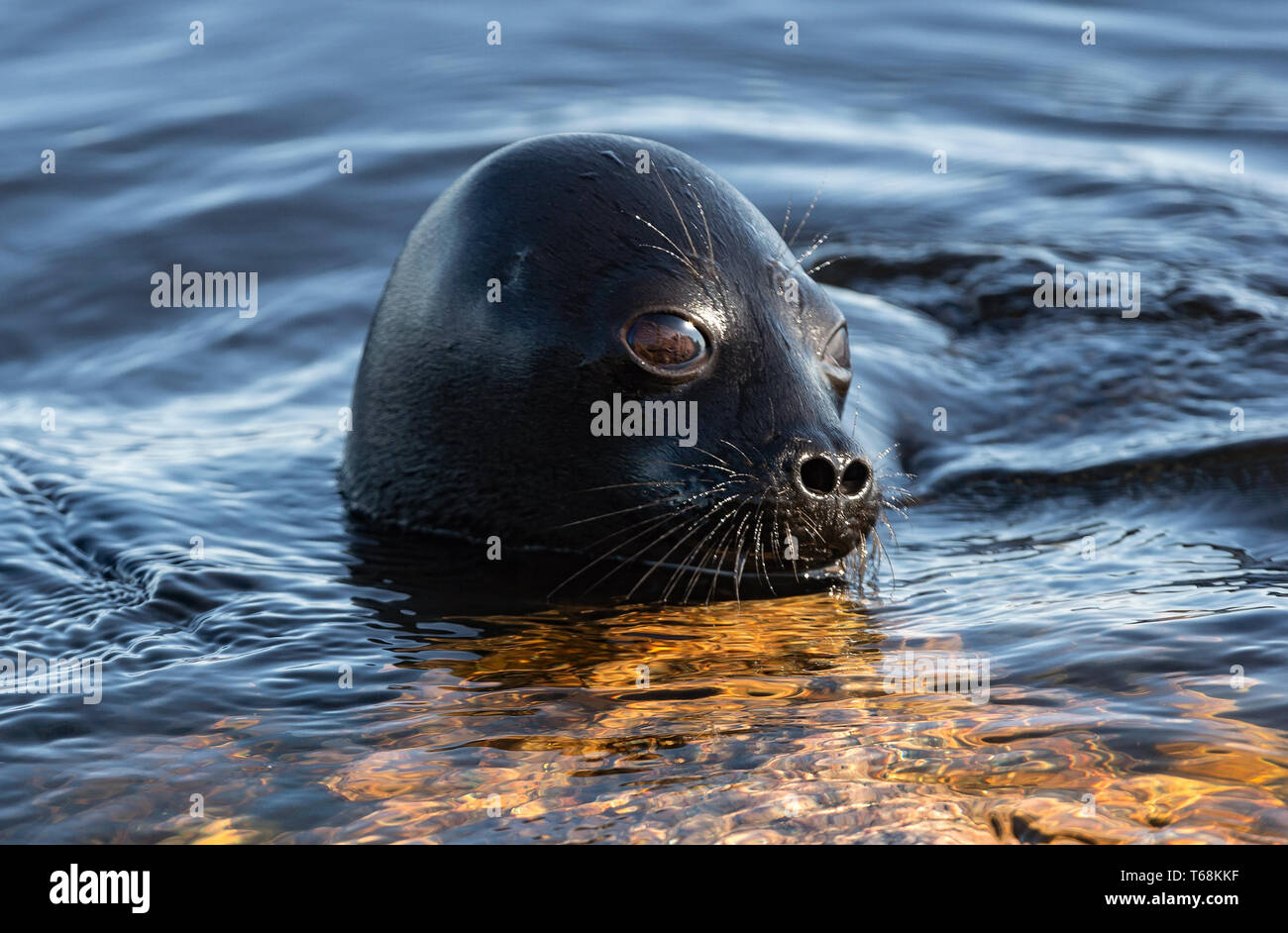 The Ladoga ringed seal swimming in the water. Blue water background.  Scientific name: Pusa hispida ladogensis. The Ladoga seal in a natural habitat.  Stock Photo